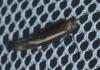Scythris sp.